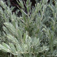 Image of Emu Bush (Eremophila maculata)