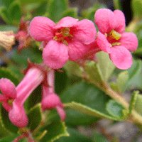 Image of Escallonia 