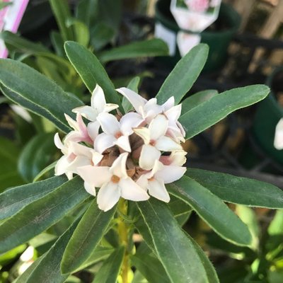 Image of Eternal Fragrance