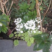 Image of Fairy Primrose