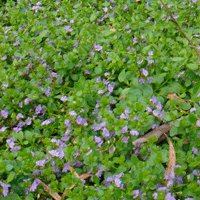 Image of Fan Flower