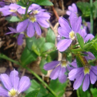 Image of Fan Flower 
