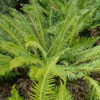Image of Fern (Fishbone Water)