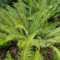 Image of Fern (Fishbone Water)