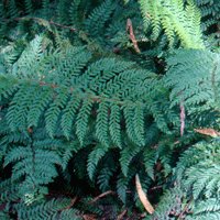 Image of Fern (Mother Shield)