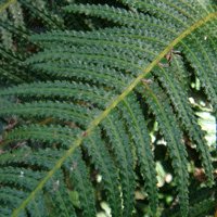 Image of Fern (Rasp)