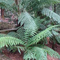 Image of Fern (Tree)