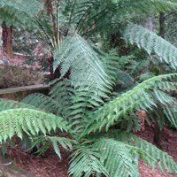 Image of Fern (Tree)