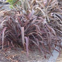 Image of  Flax (Atropurpurea)