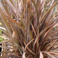 Image of Flax (Bronze Baby) 