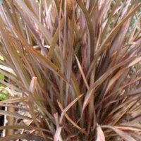 Image of Flax (Bronze Baby) 