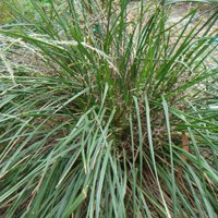 Image of Flax Lily (Dianella longifolia)
