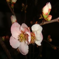 Image of Flowering quince