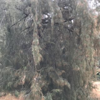 Image of Forest She-oak