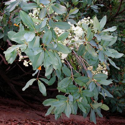 Image of White Bush Apple 
