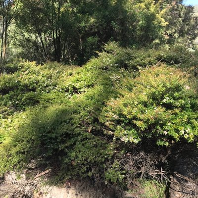 Image of Fringe Myrtle