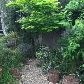 Image of Full Moon Maple