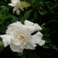 Image of Gardenia (Florida)