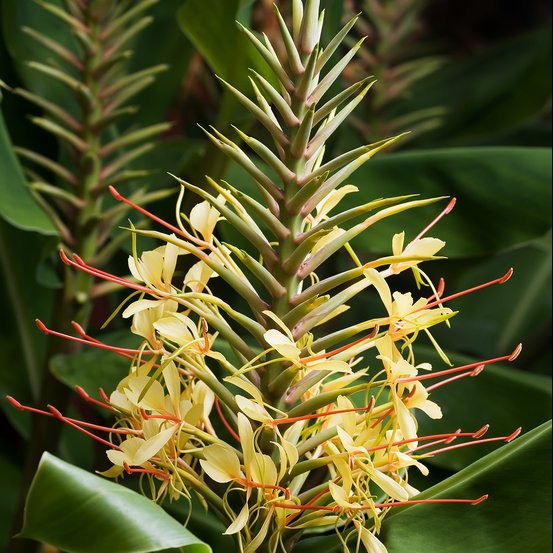 Image of Ginger Lily