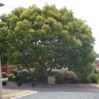 Image of Golden Ash