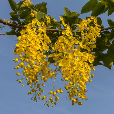 Image of Golden-rain tree