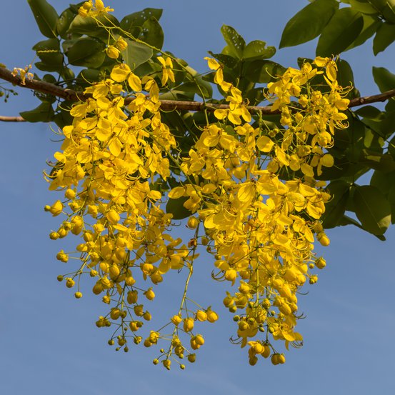 Image of Golden-rain tree