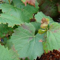 Image of Grape (Ornamental) 