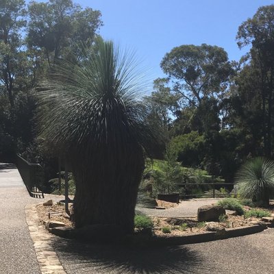 Image of Grass Tree