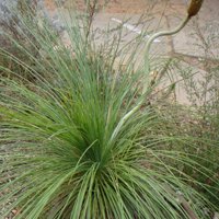 Image of Grass Tree (Xanthorrhoea) 