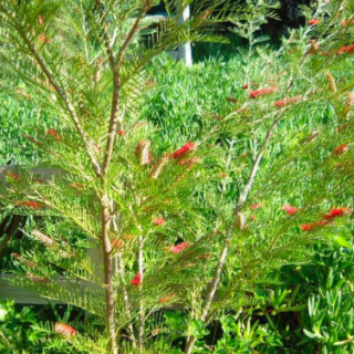 Image of Grevillea (Red Hooks)