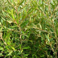 Image of Grevillea (Poorinda Elegance) 