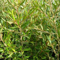 Image of Grevillea (Poorinda Elegance) 