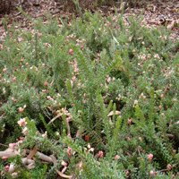 Image of Grevillea (Prostrate Woolly ) 
