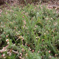 Image of Grevillea (Prostrate Woolly ) 