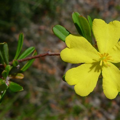 Image of Guinea-flower
