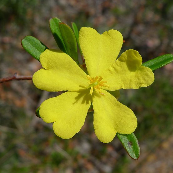 Image of Guinea-flower