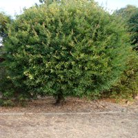 Image of Hakea (Willow-leaf) 