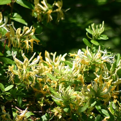 Image of Hall's Honeysuckle