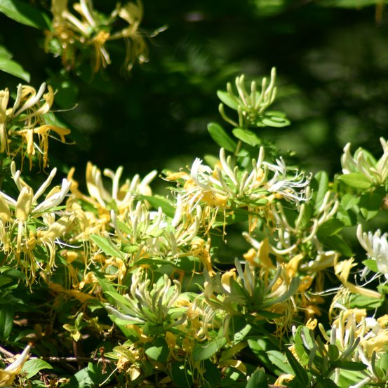 Image of Hall's Honeysuckle