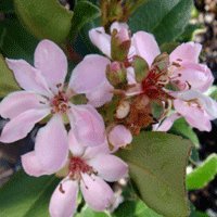 Image of Hawthorn (Pink Indian) 