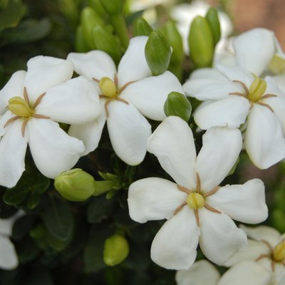 Image of Heaven Scent 