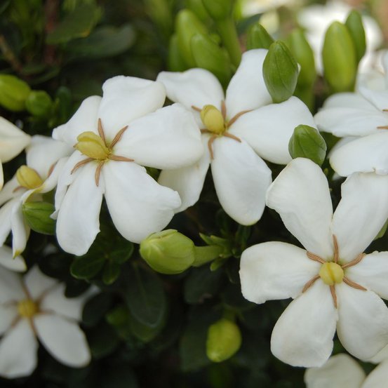 Image of Heaven Scent 
