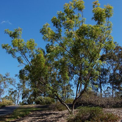 Image of Rock Grevillea