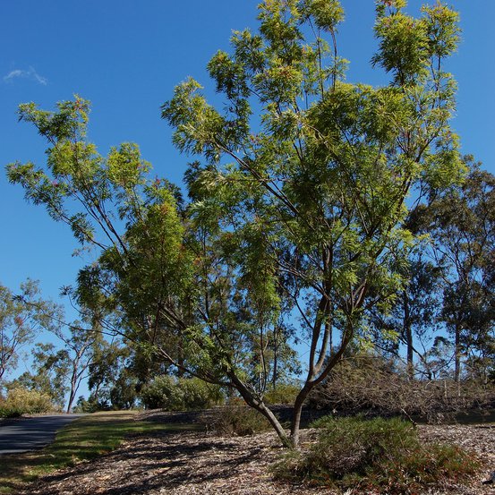 Image of Rock Grevillea
