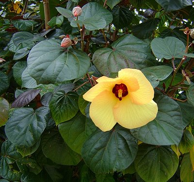 Image of Red Beach Hibiscus 
