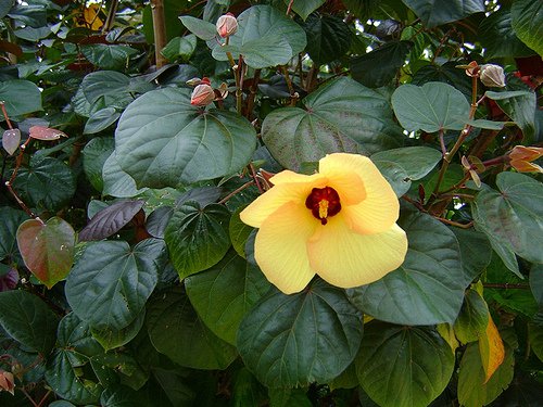 Image of Red Beach Hibiscus 