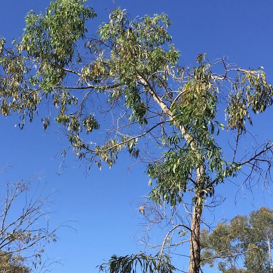 Image of Hickory Wattle 