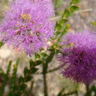 Image of Honey Myrtle 