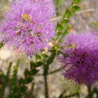 Image of Honey Myrtle 