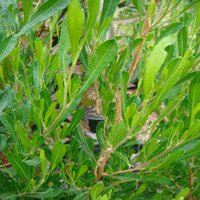 Image of Hop Bush 